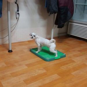 말티즈를 찾습니다