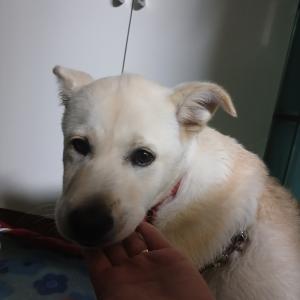 리트리버믹스견찾습니다