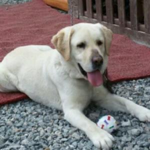 잃어버린 리트리버 조이를 찾습니다!!