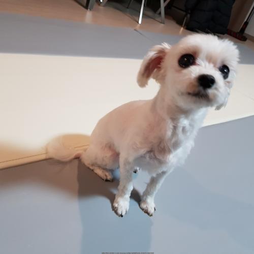 말티즈 분양합니다.
