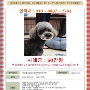 서울시 암사동 실버푸들 신비찾아요