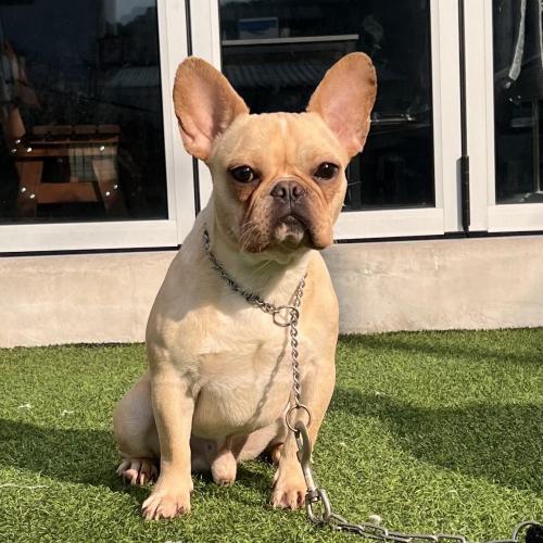 프렌치불독 입양자 찾습니다