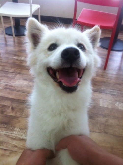 사정상 스피치 분양 합니다