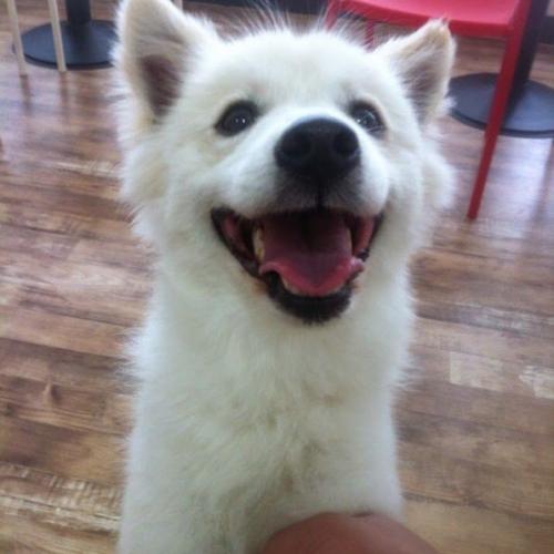 사정상 스피치 분양 합니다