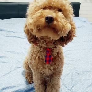 푸들/남/이름표있음