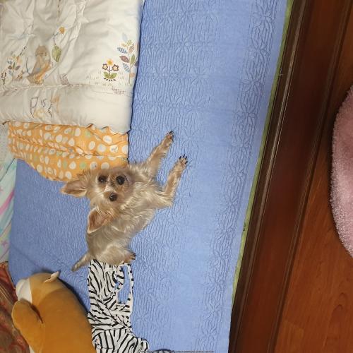 요크셔테리어 똘망이를 찾습니다