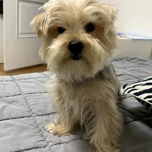 요크셔테리어 찾아주세요