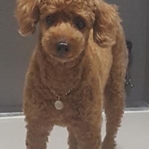 초코푸들 애타게 찾습니다 사진 한번씩만 봐주세요