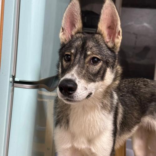 13kg 잘생긴 수컷 믹스견 임보중입니다 :) 중성화 예정