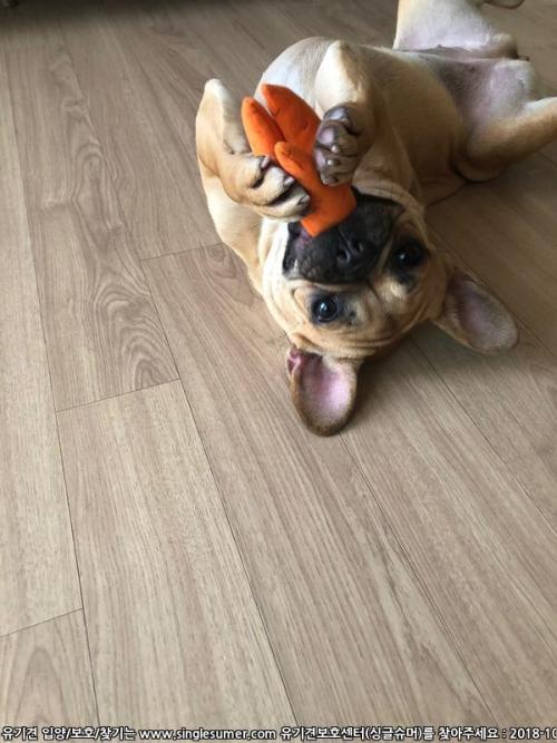 프렌치불독 여아 입양 잘갔습니다!