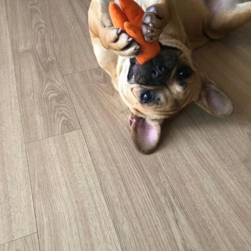 프렌치불독 여아 입양 잘갔습니다!