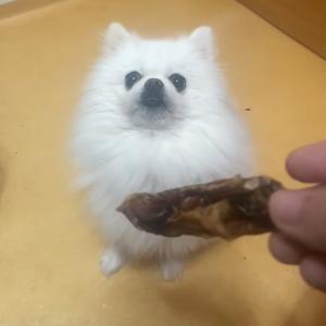 흰색 포메라니안 찾아요