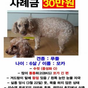 석수 안양 관악 과천 갈색푸들 찾습니다