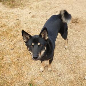 진돗개 네눈박이를 찾습니다