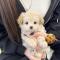 [15만원] 2개월령 말티푸 분양해요