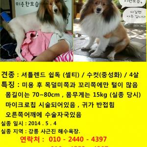 셔틀랜드쉽독 지미 수컷