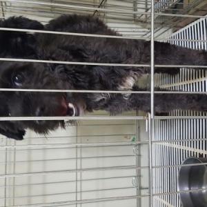 블랙푸들믹스견 찾아요