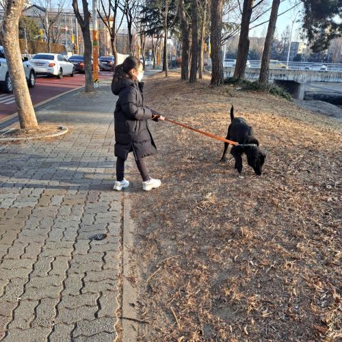 레브라도 리트리버 분양원합니다