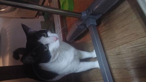 사랑스러운 고양이 루루를 분양합니다!!