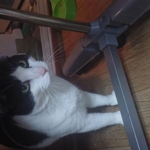 사랑스러운 고양이 루루를 분양합니다!!