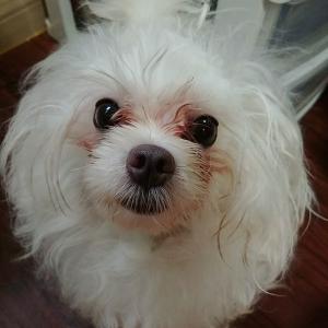 말티즈 주안역 보나 찾아요