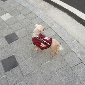 빨간옷 말티즈 보호중입니다(북면)
