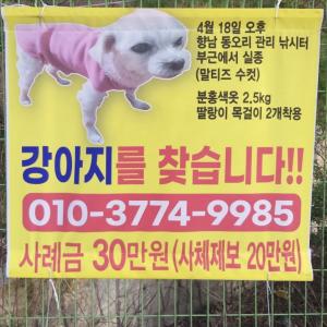 화성시 동오리에서 잃어버린 말티즈 2.5kg 찾습니다