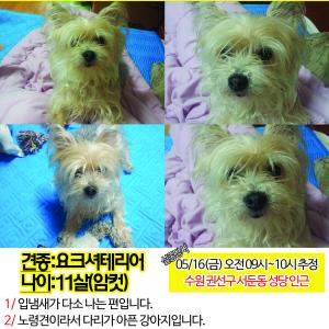 수원 서둔동 요키 암컷 찾아요..