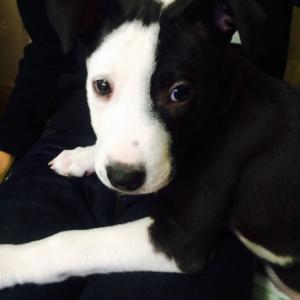 (유기견. 강아지 찾아요) 대명동 정우맨션 부근/핏불 여아