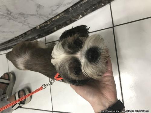 신림동/시츄 남아