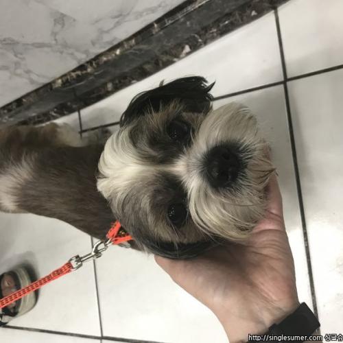 신림동/시츄 남아