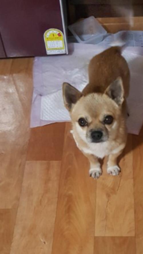 치와와 믹스견 분양합니다