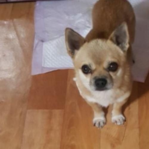 치와와 믹스견 분양합니다