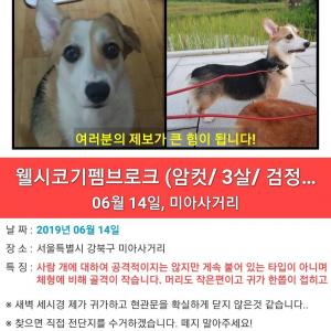 강북구 웰시코기 여아 찾습니다.