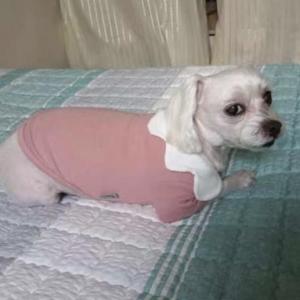 강아지를 찾습니다~