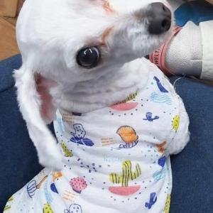 저희 강아지( 비숑 )을 찾습니다