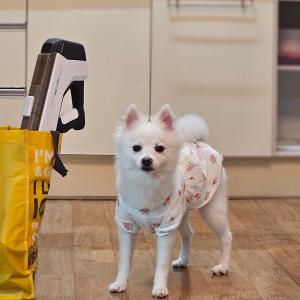 가평 노팅힐 애견 팬션에서 잃어버렸습니다