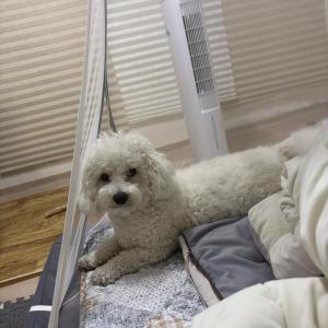 수원시 우만동 강아지 찾습니다