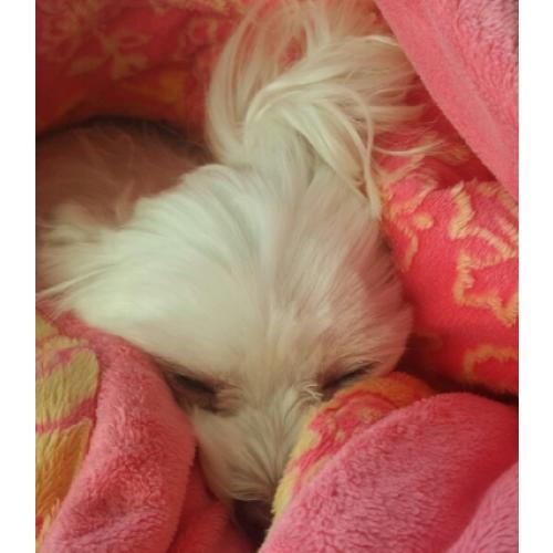 우리 애랑이 찾았어요!!