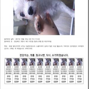 모모를 찾습니다 연락주세요