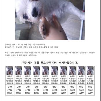 모모를 찾습니다 연락주세요