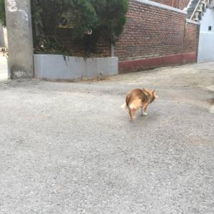 서울시 관악구 신림동에서 장모 치와와 남아 발견 및 보호중입니다.