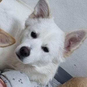 영종도 강아지를 찾습니다.