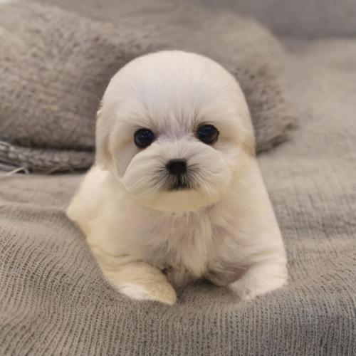 아기 말티숑 가족이 되어 주실 분