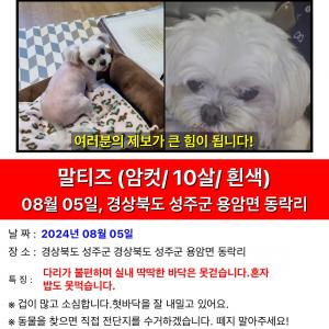 강아지를 찾습니다.
