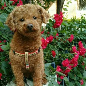 [광산구 비아,도천동] 뽀(토이푸들,여아,5살)을 찾습니다.