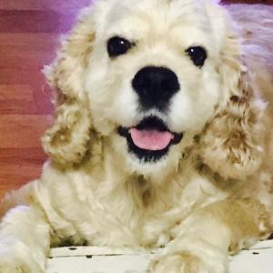 강아지를 찾습니다