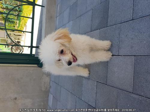 월곡로6 서울사대부고 푸들