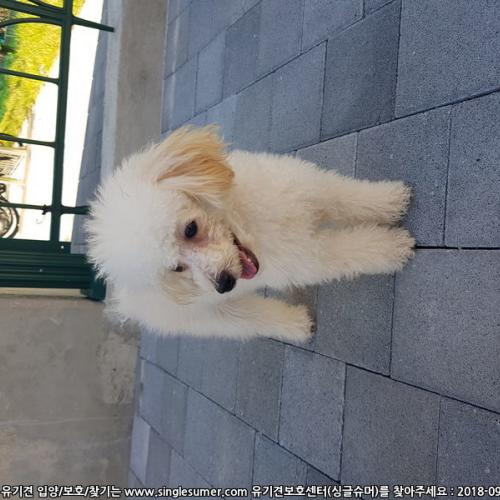 월곡로6 서울사대부고 푸들