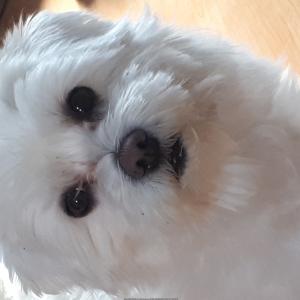 봉덕3동 유기견